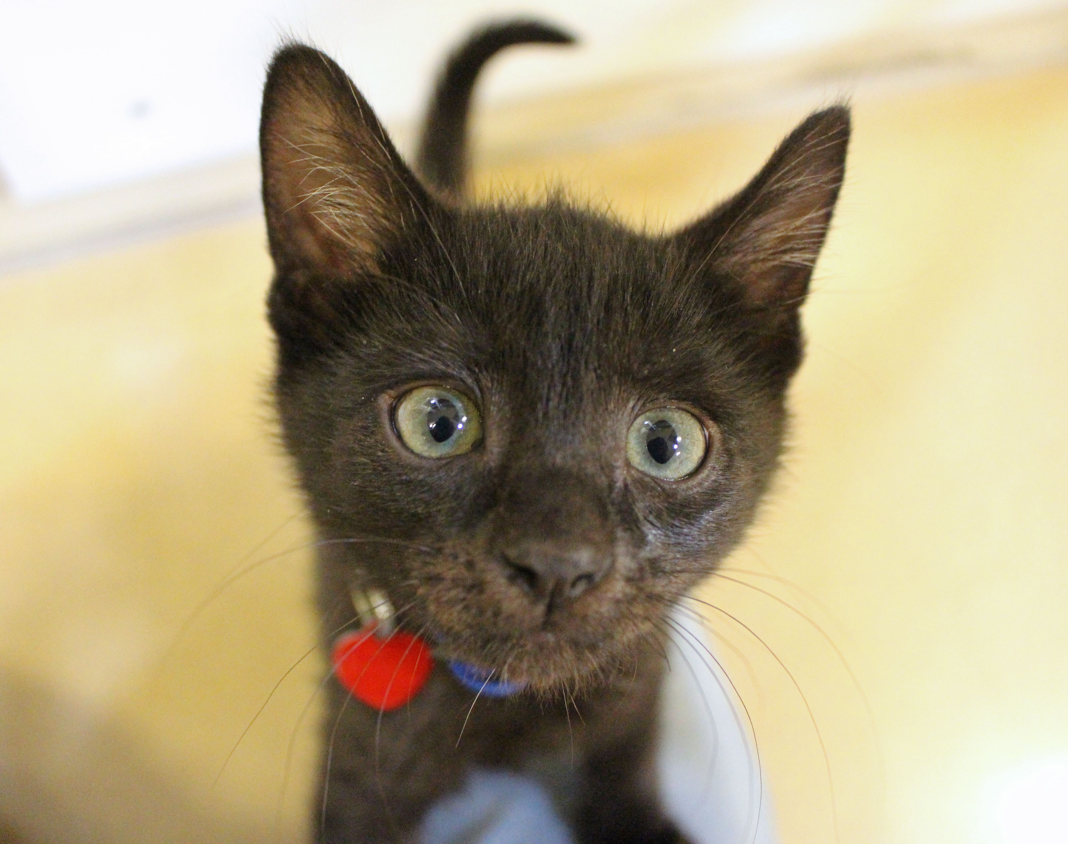 Poppi Part 3 | Central Arizona Animal Rescue | Facebook