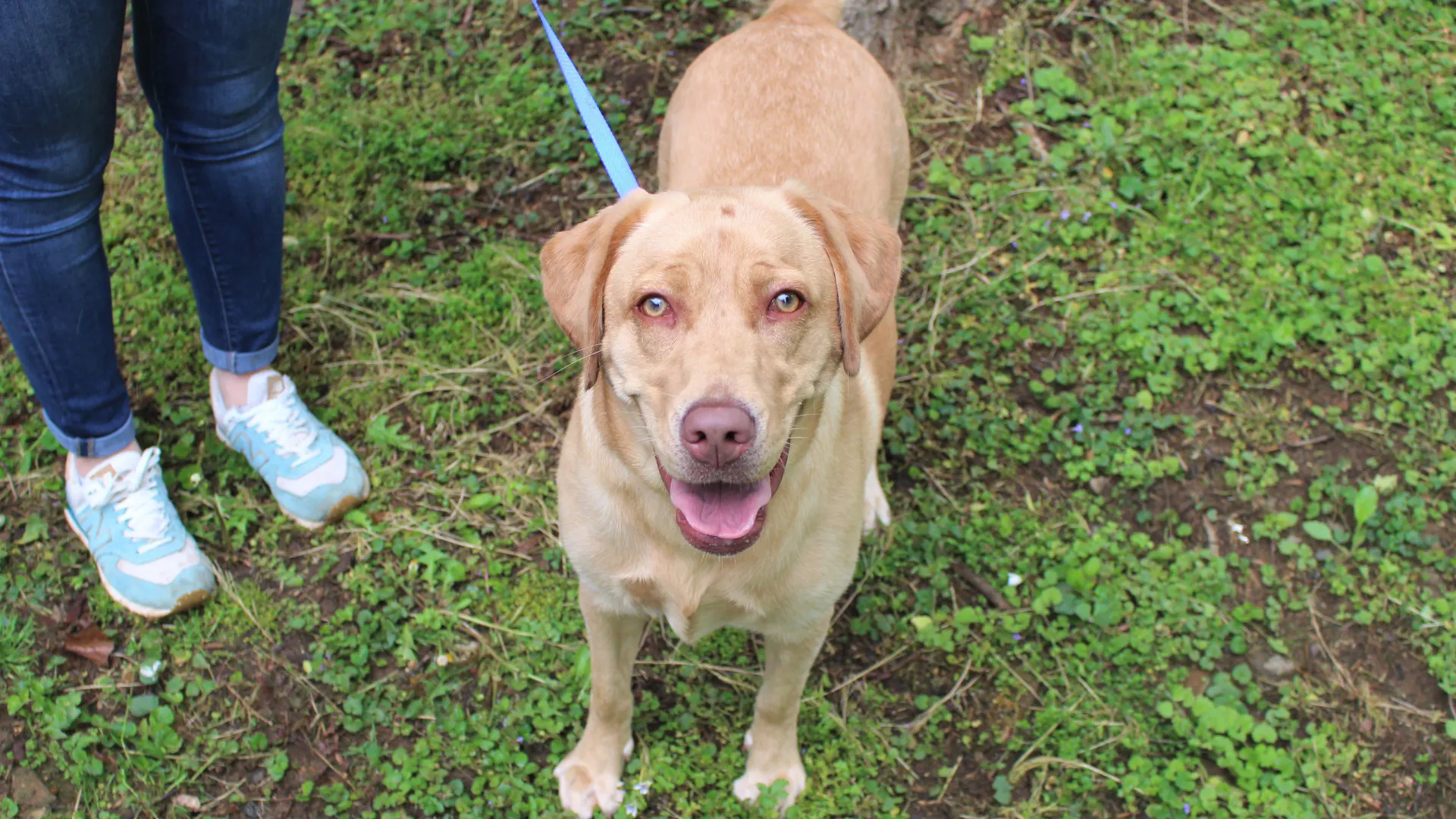 Tan dog with light eyes standing on green grass with a blue leash