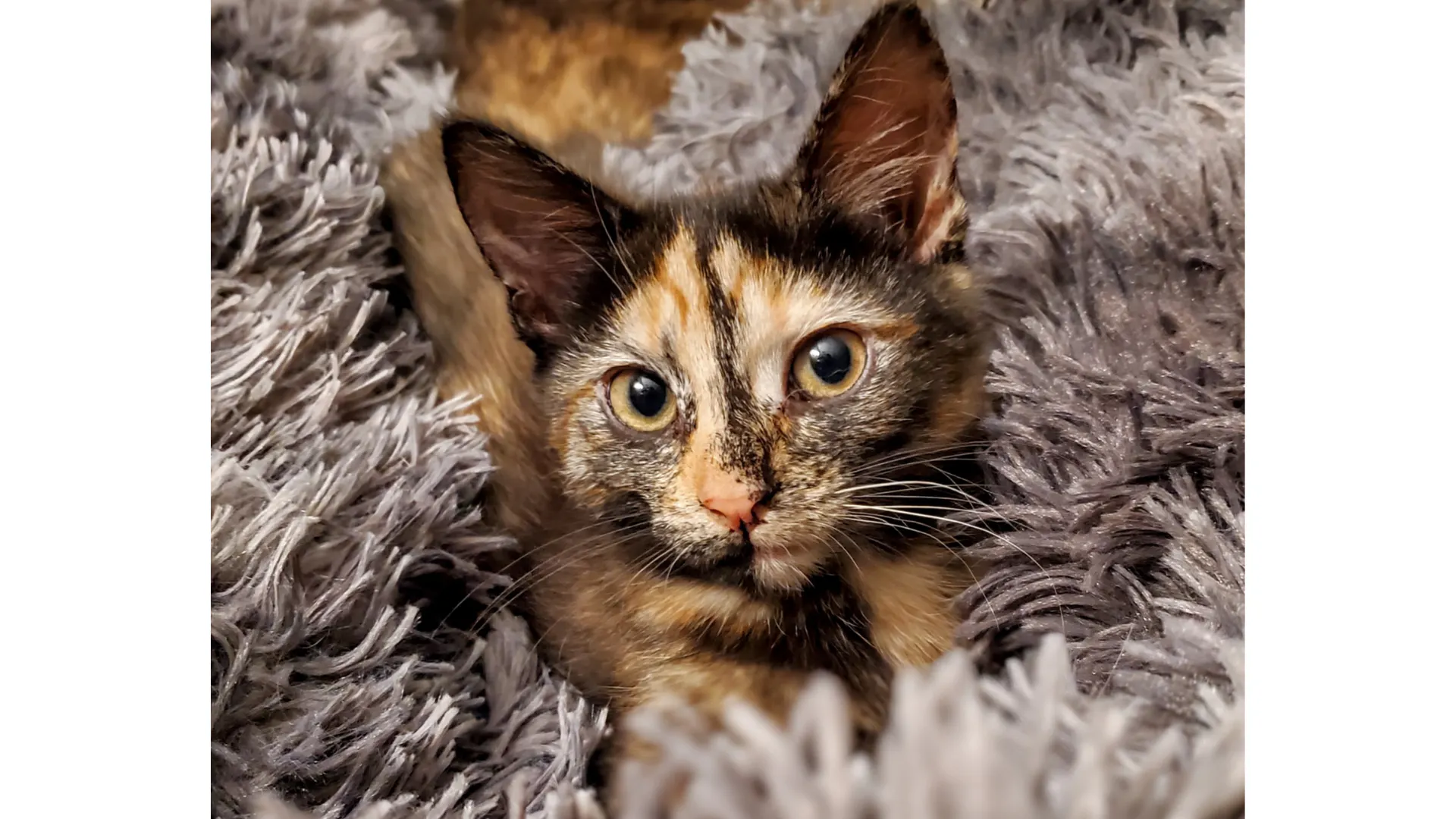 Tortoiseshell cat on a fuzzy gray blanket